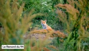 Capture le renard du 94